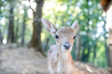 Portrait de petits chevreuils au milieu d'une foret en Europe durant l'été.