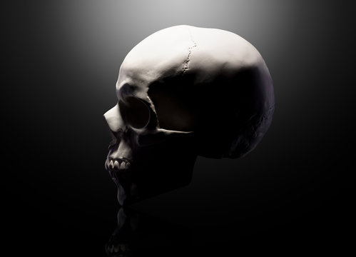Front view of gypsum model of the human skull isolated on black background