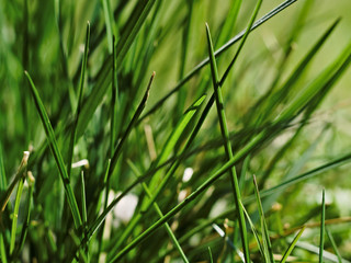 Fototapeta premium close-up of green grass in the light of the sun