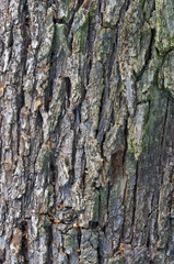 Wood