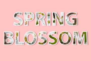 Spring Blossom Words With White Stroke Over Letters and Spring Blossom Image Clipped on Pink Background 