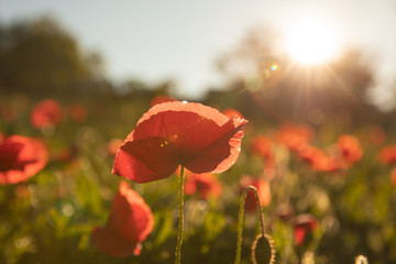 Red poppy flower in sunrise light with a sun flare.