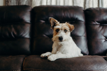 Jack russell long haired in living room.