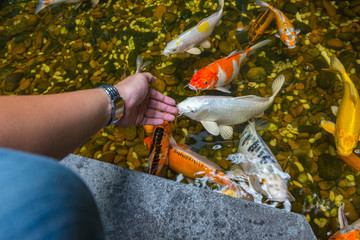 Man hand feeding Japanese Koi fish in the lake