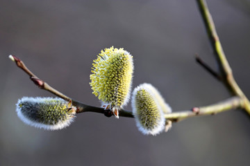 Pussy willow flowers on the branch, blooming verba in spring forest. Palm Sunday symbol, yellow catkins in sunlight closeup