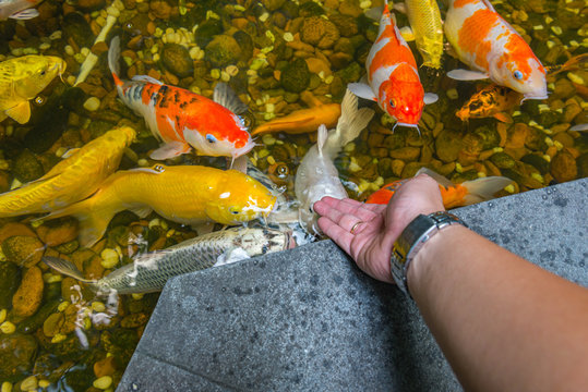 Man feeding Japanese Koi fish in the pond