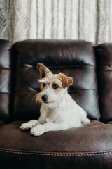 Jack russell long haired in living room.