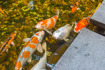 Colorful Koi fishes swimming in the beautiful pond