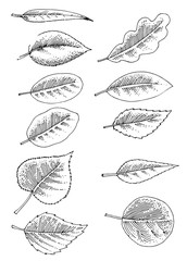 Set of tree leaves hand drawing. Vector. Foliage. Of different shapes. Drawn in pencil, ink, felt-tip pen on paper. Round, oblong, heart-shaped, curly. Isolated on a white background.