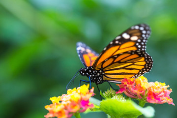 Obraz na płótnie Canvas The monarch butterfly or simply monarch (Danaus plexippus) on the flower garden.