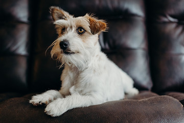 Jack russell long haired in living room.