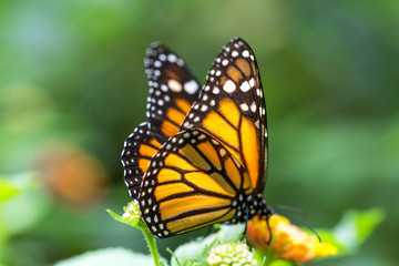 The monarch butterfly or simply monarch (Danaus plexippus) on the flower garden.