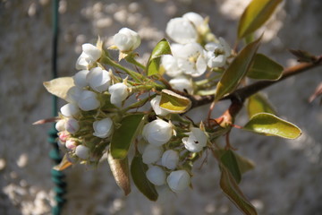 White fresh pear tree bud fertile blossom