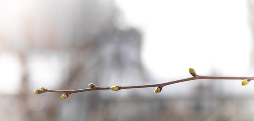 Branch with young green leaves (kidney) in spring on the blurred background in close up