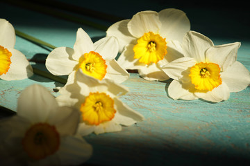 beautiful yellow daffodils photographed on a turquoise background