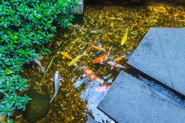 Beautiful garden with Japanese Koi fish swimming