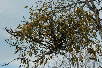 Branches de guis