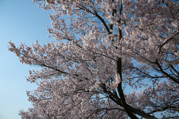 北陸　満開のソメイヨシノ