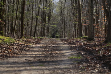 Balade en forêt pendant le confinement 