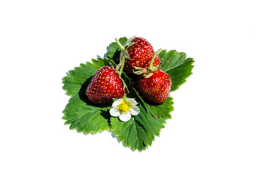 Erdbeeren mit grünen Blättern isoliert auf weißem Hintergrund