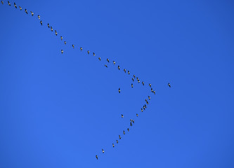 group of Canada goose flying in the sky