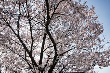 北陸　満開のソメイヨシノ