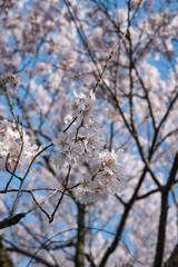 北陸　満開のソメイヨシノ