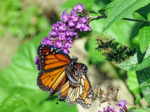 Toronto High Park the two Monarchs 2018