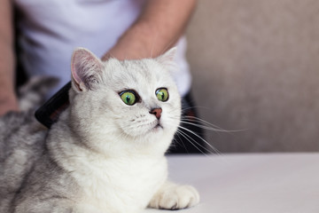 Cat grooming. Combing the hair of a beautiful british kitten. Care for animals. Salon and vet clinic of pets.