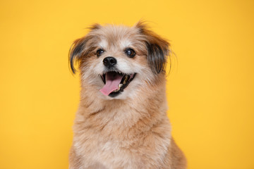 Mix breed happy dog smile and cheerful on yellow background ready to summer,Happiness dog Concept - obrazy, fototapety, plakaty