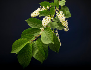 
flowering branch with white flowers on black background
