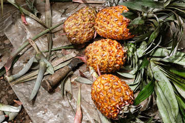 Ripe pineapple fruits pile, tropical fruit background