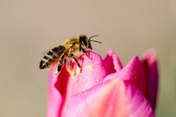 Biene sammelt Pollen einer Tulpe im Frühling