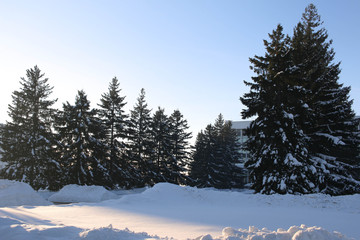 snow covered pine trees