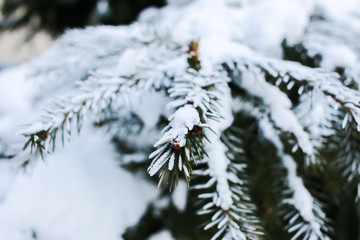 pine branches covered with snow