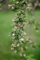 apple tree blossom
