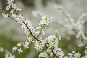 cherry tree blossom