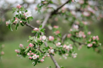 blooming apple tree