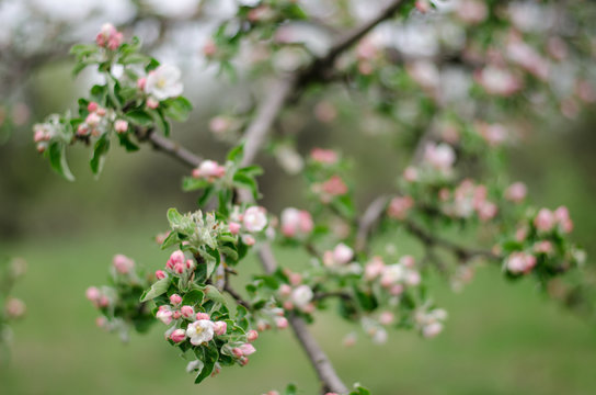 blooming apple tree © alikusya