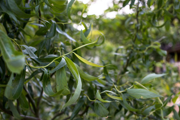 close up of green leaves