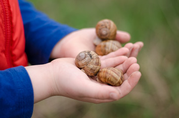 snails on the hand