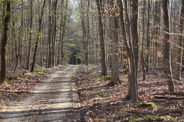 Fototapeta premium Une allée en forêt 