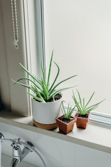 Aloe vera plants in bathroom. Background with free space.