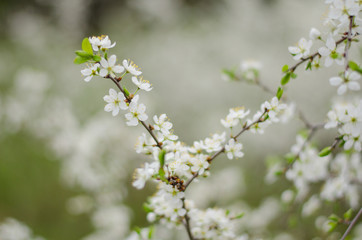 white cherry blossom