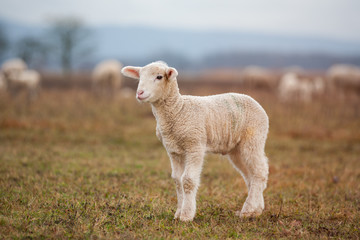 Lamm auf der Wiese