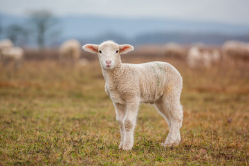 Lamm auf der Wiese