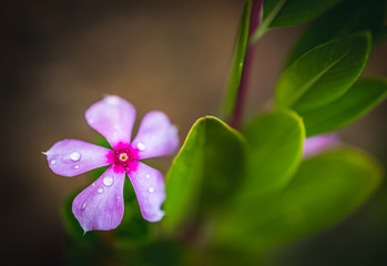Purple orchid flower.
