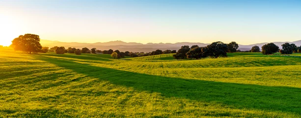 Tuinposter zonsondergang over groen veld met zonlicht, groen gras, struik, bomen, schaduwen en bergen op de achtergrond © jalbator