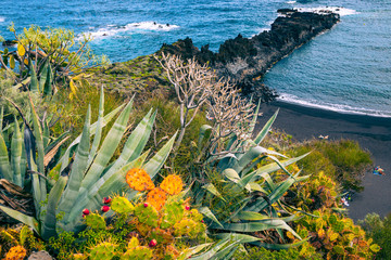 Tropical cactus garden and black sand beach at Los Cancajos. La Palma, Canary Island, Spain.