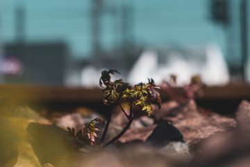 Plant growing alongside the railway 